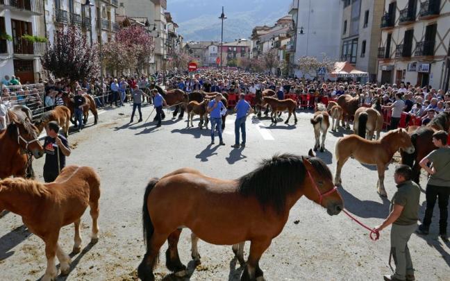 El ganado del concurso caballar, cada uno en su categoría, desfiló en la calle Zelai antes de la entrega de los premios. En la imagen, yeguas con cría.