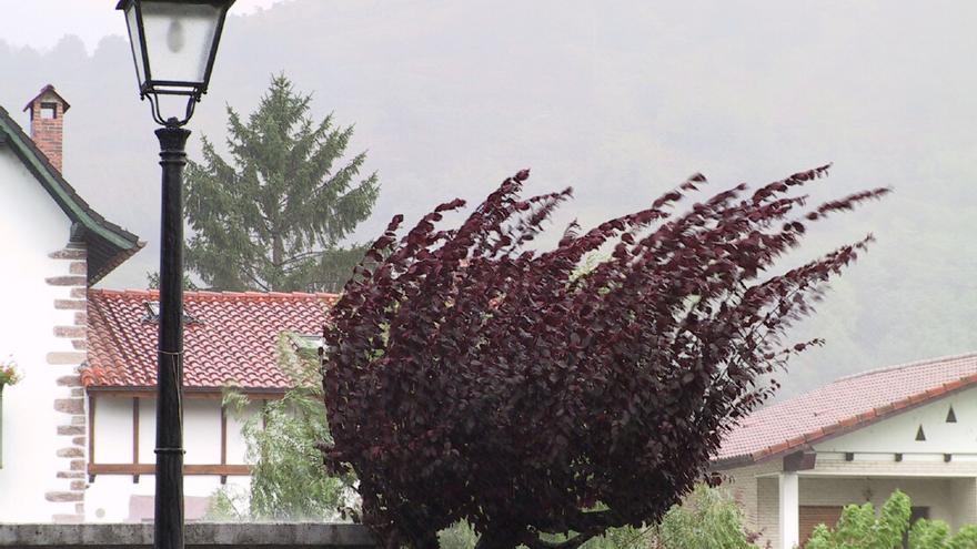 Imagen de archivo del viento azotando a un árbol.