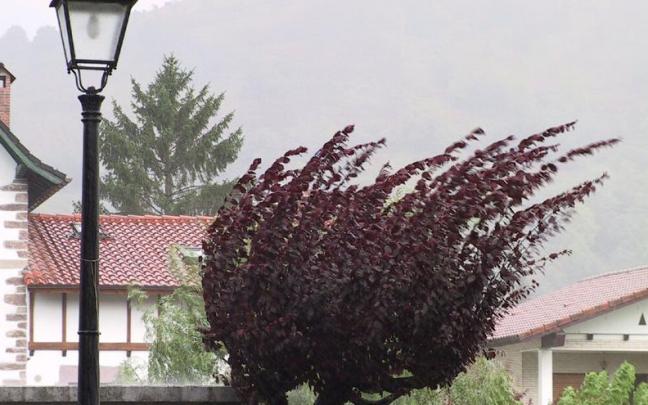 Imagen de archivo del viento azotando a un árbol. Imagen de archivo del viento azotando a un árbol.