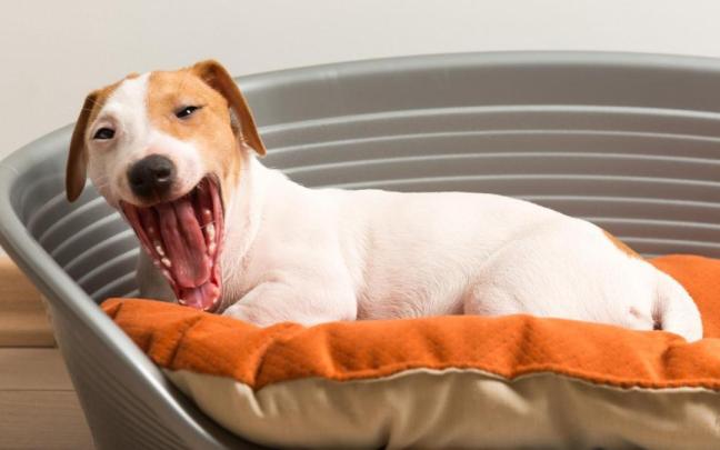 El descanso es para las mascotas tan importante como para las personas por lo que hay que darle el mismo confort que nos damos. El descanso es para las mascotas tan importante como para las personas por lo que hay que darle el mismo confort que nos damos.