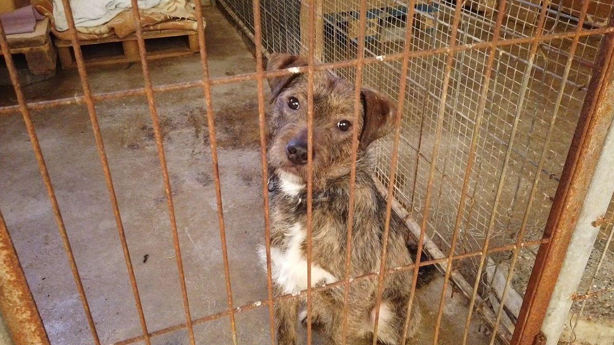 Un perro, en una jaula de la protectora de animales Egapeludos.