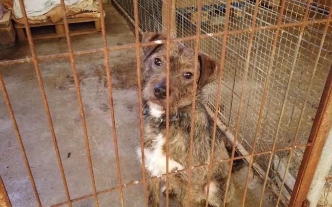 Un perro, en una jaula de la protectora de animales Egapeludos.