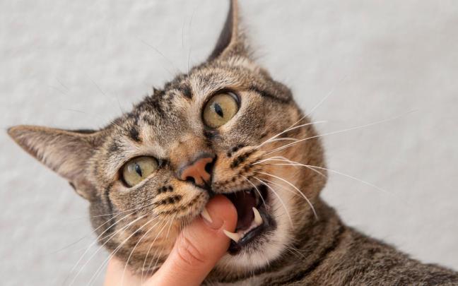 Que muerda los dedos como juego es más culpa del humano que del gato, ya que le ha enseñado que es algo que se puede cazar.