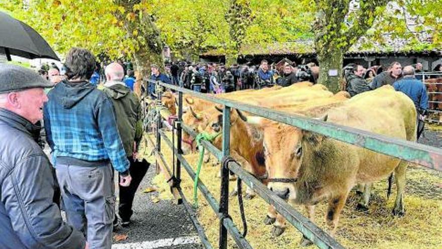 Pocas vacas y muchos paraguas en la plaza Matxiketa.