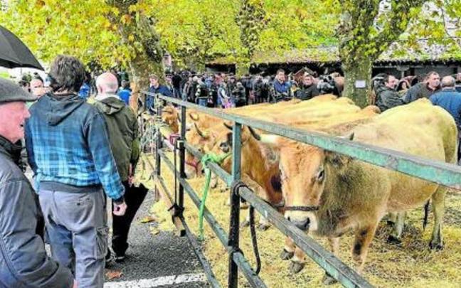 Pocas vacas y muchos paraguas en la plaza Matxiketa. Pocas vacas y muchos paraguas en la plaza Matxiketa.