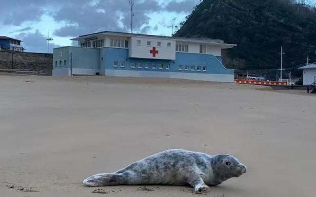 La foca que ha aparecido este miércoles en la playa de Getaria La foca que ha aparecido este miércoles en la playa de Getaria