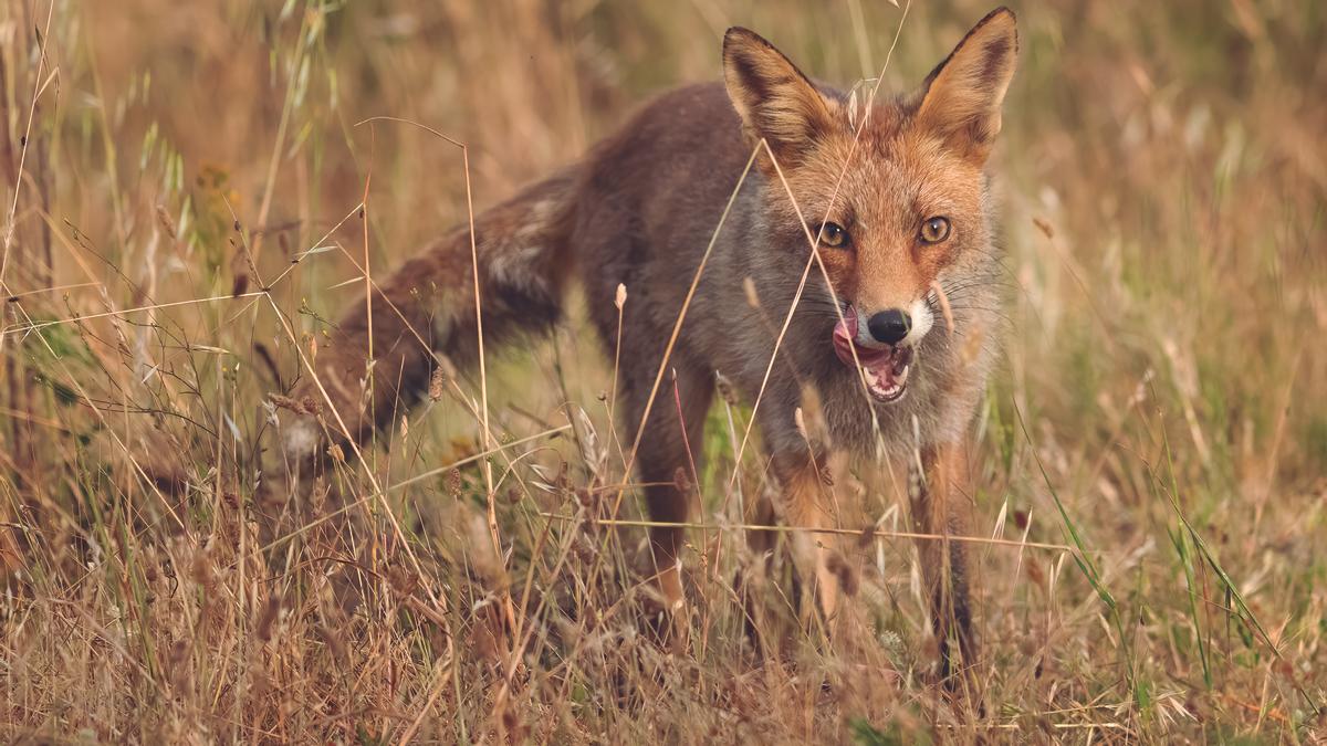Un zorro en el monte Ezkaba.