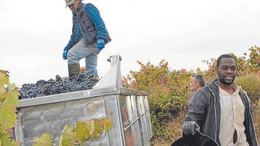 Temporeros trabajan en la vendimia en un viñedo de Rioja Alavesa.