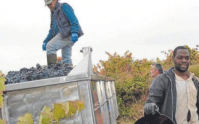 Temporeros trabajan en la vendimia en un viñedo de Rioja Alavesa. Temporeros trabajan en la vendimia en un viñedo de Rioja Alavesa.