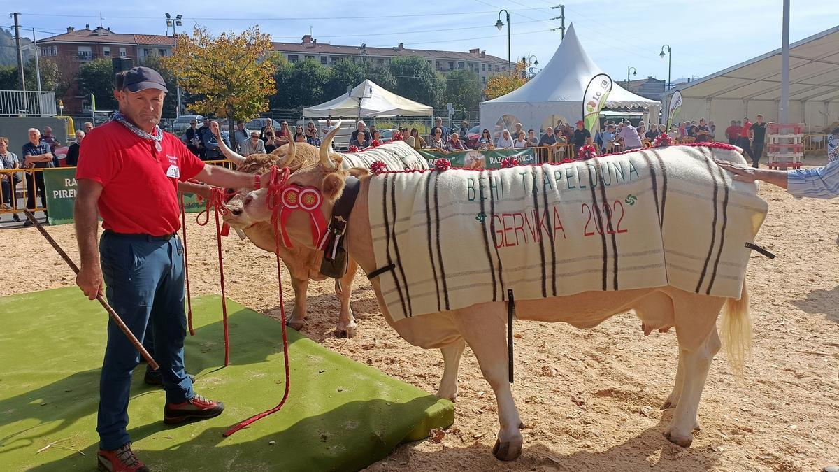 Bikandi, con una de sus reses ganadoras.