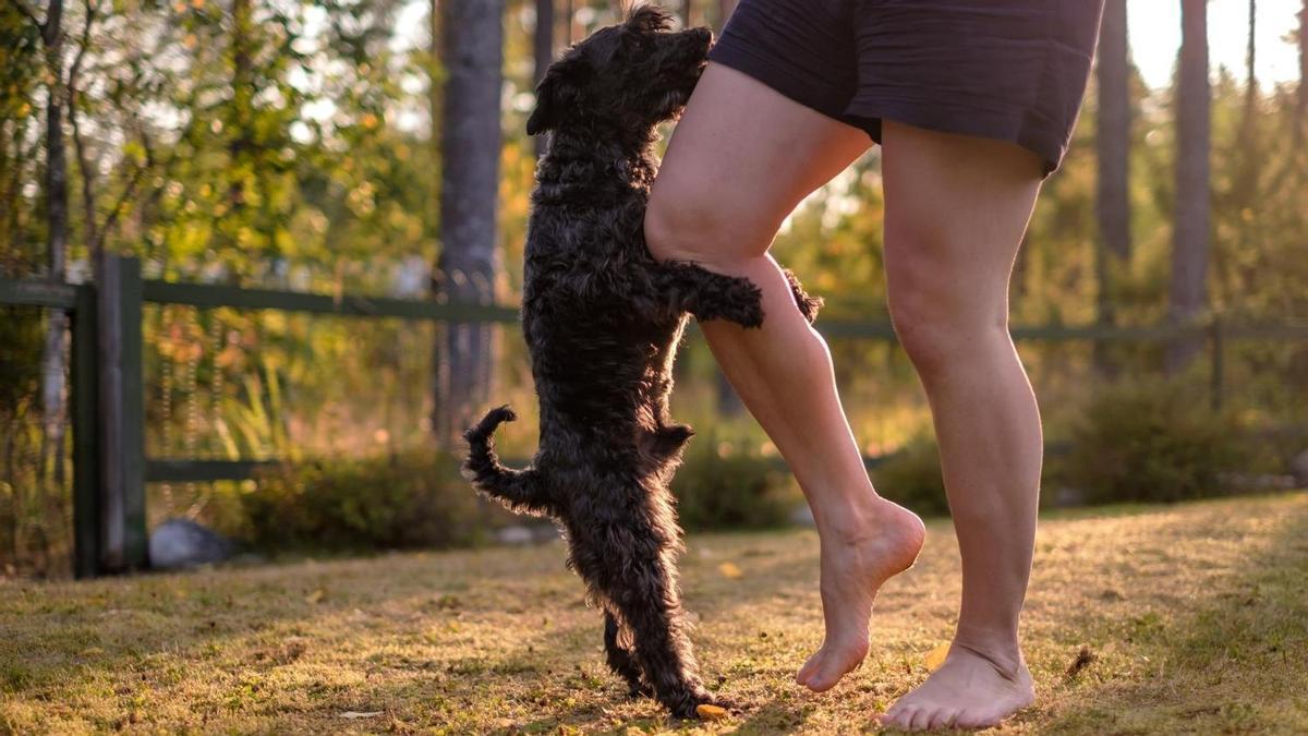 En momentos de estrés o excitación, los perros pueden desahogarse agarrándose a la pierna de un humano.