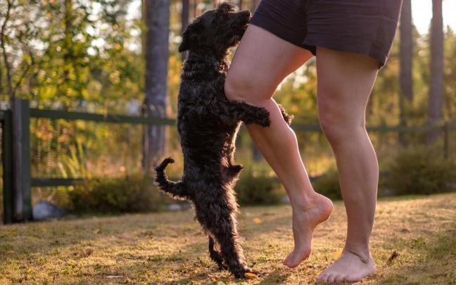 En momentos de estr&eacute;s o excitaci&oacute;n, los perros pueden desahogarse agarr&aacute;ndose a la pierna de un humano.