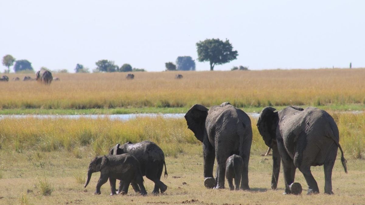 Una población de elefantes.