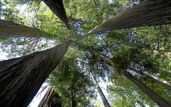 Todos los árboles se elevan de forma perfectamente perpendicular al suelo.