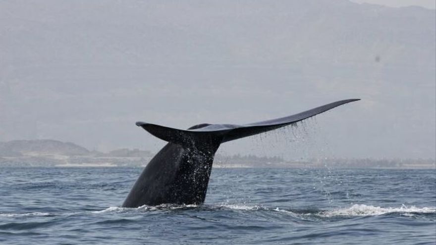 "Las ballenas azules muestran un desplazamiento más marcado hacia el sur que los cachalotes".