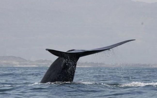 "Las ballenas azules muestran un desplazamiento más marcado hacia el sur que los cachalotes". "Las ballenas azules muestran un desplazamiento más marcado hacia el sur que los cachalotes".