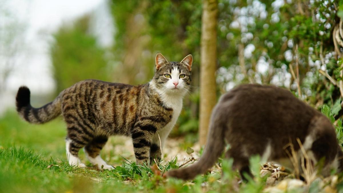 Los gatos, según la futura ley de Bienestar Animal, se clasificarán en función de sus estado y cómo vivan.