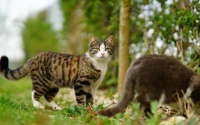 Los gatos, según la futura ley de Bienestar Animal, se clasificarán en función de sus estado y cómo vivan. Los gatos, según la futura ley de Bienestar Animal, se clasificarán en función de sus estado y cómo vivan.