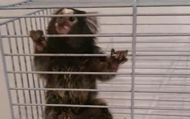 Ejemplar de mono tit&iacute; recuperado en Puente de Vallecas por los agentes.