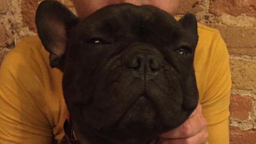 El bulldog francés de Anna y Víctor, que se llama Behobia.