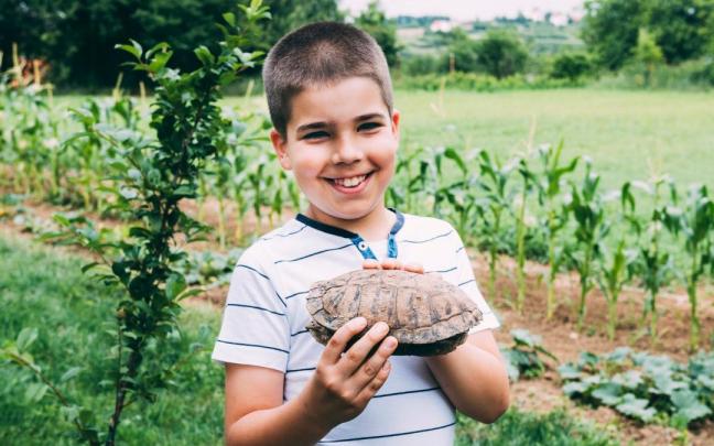 Las populares tortugas podrán dejar de ser mascotas domésticas.