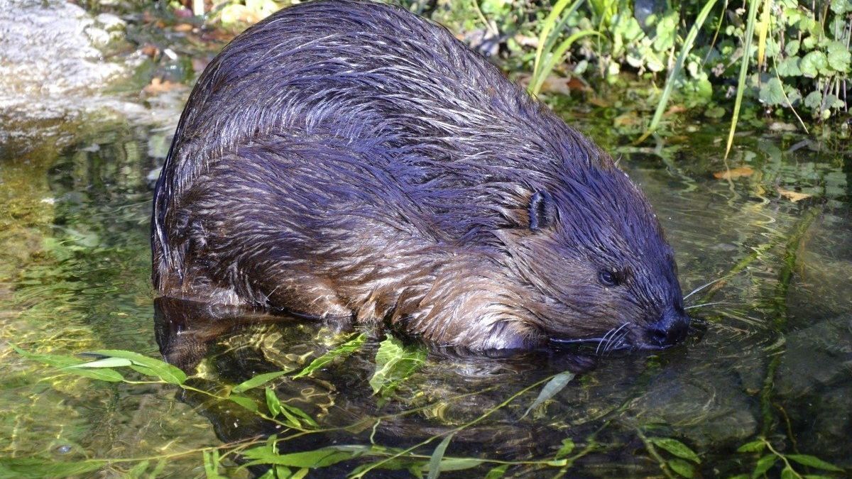 Un ejemplar de castor europeo.