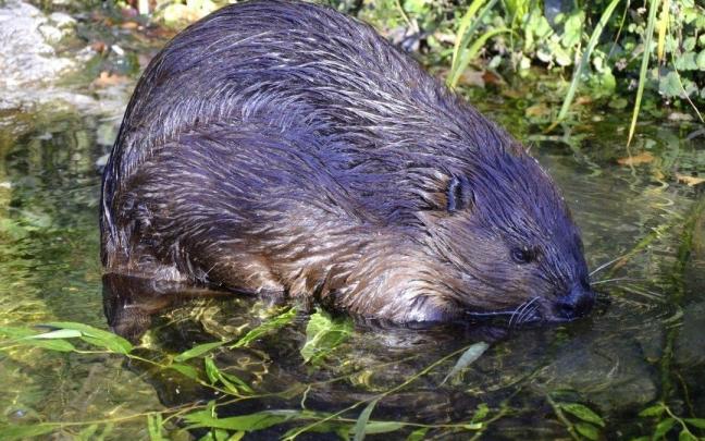 Un ejemplar de castor europeo.