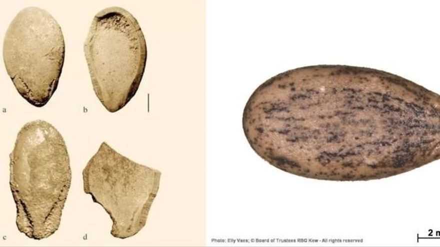 Antiguas semillas de sandía encontradas en Libia con marcas de dientes.