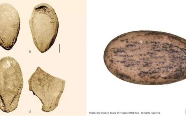 Antiguas semillas de sandía encontradas en Libia con marcas de dientes. Antiguas semillas de sandía encontradas en Libia con marcas de dientes.