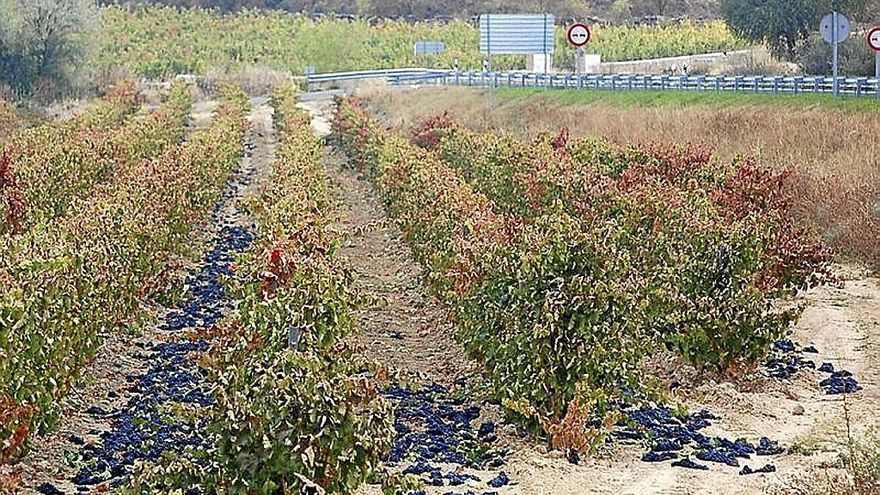 Este año no será necesario tirar uvas al suelo por exceso de producción.