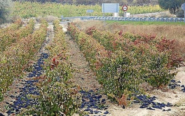 Este año no será necesario tirar uvas al suelo por exceso de producción. Este año no será necesario tirar uvas al suelo por exceso de producción.