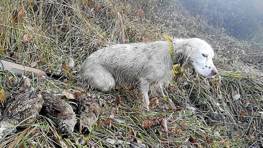 Setter, con su cupo de becadas.