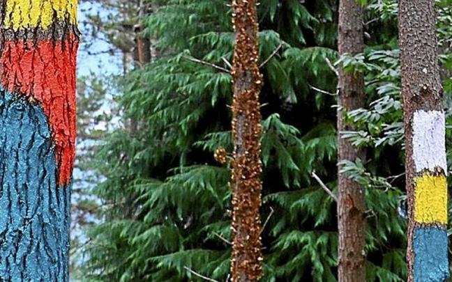 Un momento del proceso artístico desplegado en este nuevo bosque. | FOTO: OSKAR GONZÁLEZ Un momento del proceso artístico desplegado en este nuevo bosque. | FOTO: OSKAR GONZÁLEZ