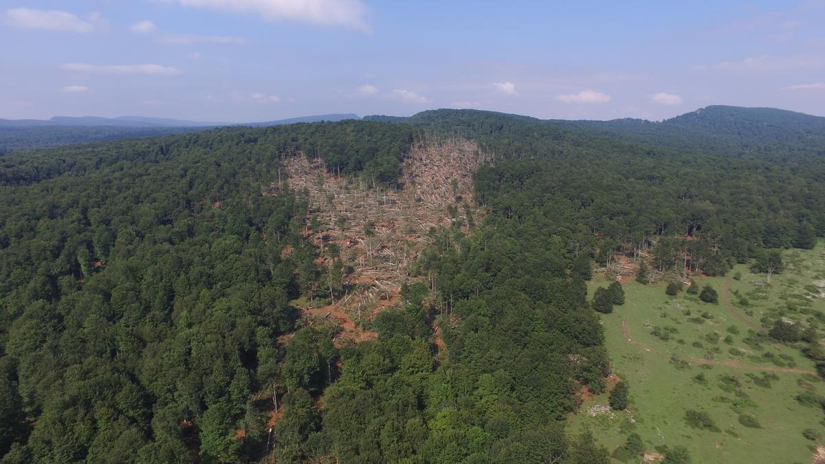 Panorámica del hayedo arrasado en 2018.