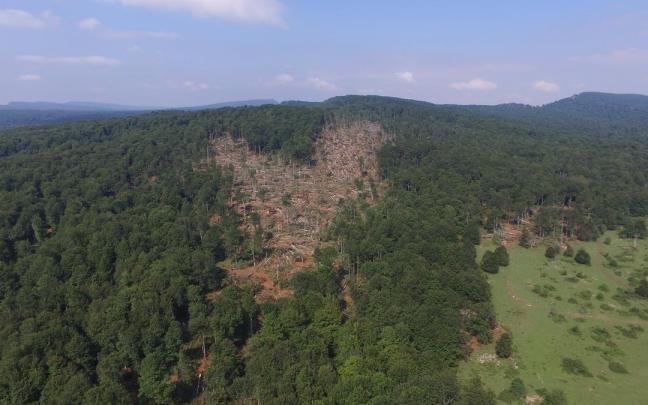 Panorámica del hayedo arrasado en 2018.