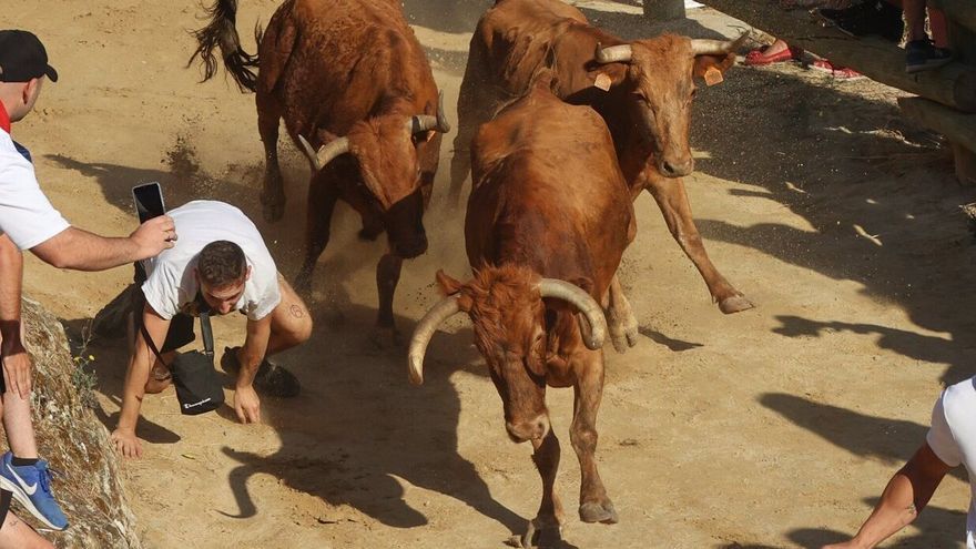 Una vaca de ceba con dos corredores en el encierro de El Pilón