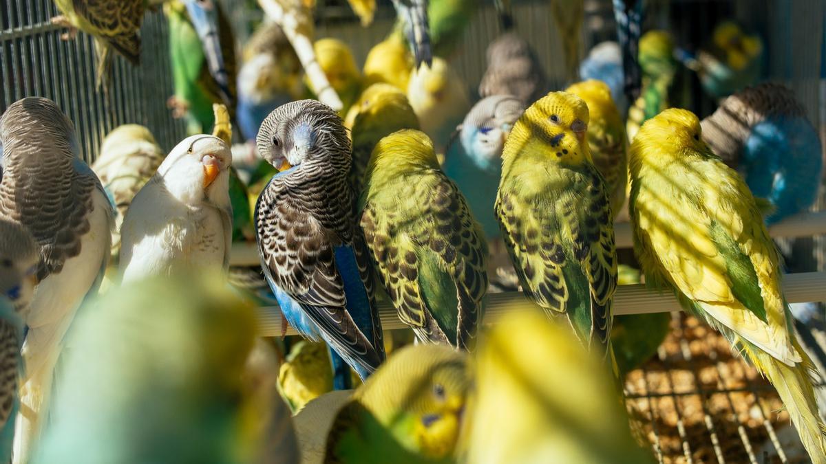Los periquitos y otras aves de origen no autóctono serán excluidas como animales de compañía.