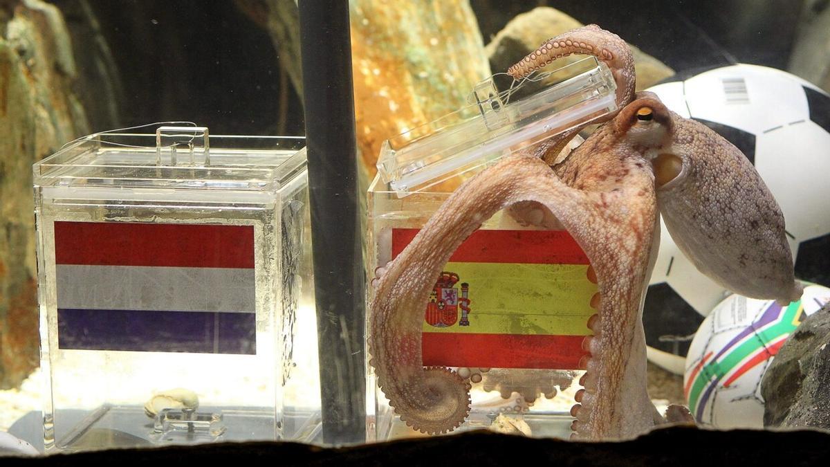 El pulpo 'Paul', en el momento que eligea la selección española como campeona del Mundial de Sudáfrica 2010. ¿La inteligencia natural de los pulpos podrá competir contra la IA?