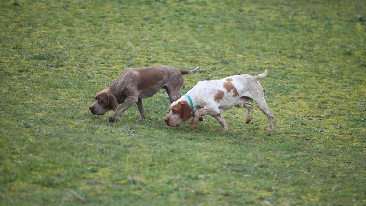 Pareja de pachones navarros rastreando el terreno.