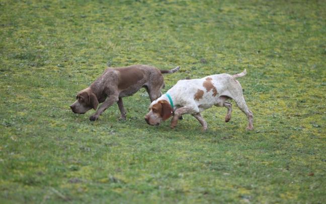 Pareja de pachones navarros rastreando el terreno.