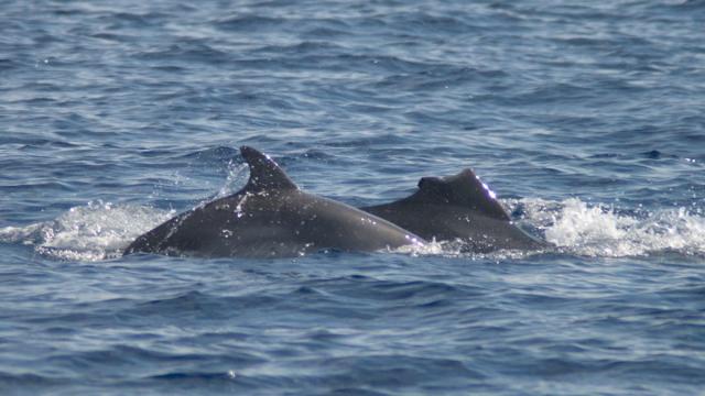 Imagen de archivo de delfines.