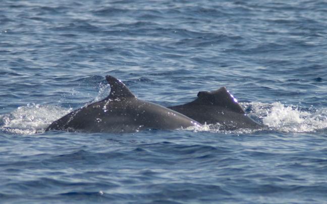 Imagen de archivo de delfines. Imagen de archivo de delfines.