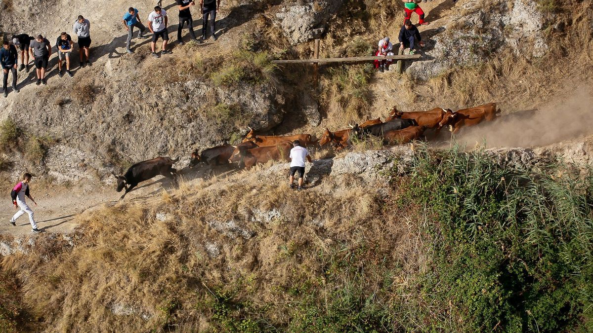 La manada baja por El Pilón