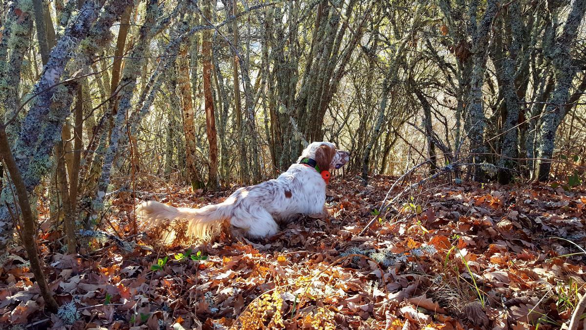 Precioso Setter de muestra a becada.