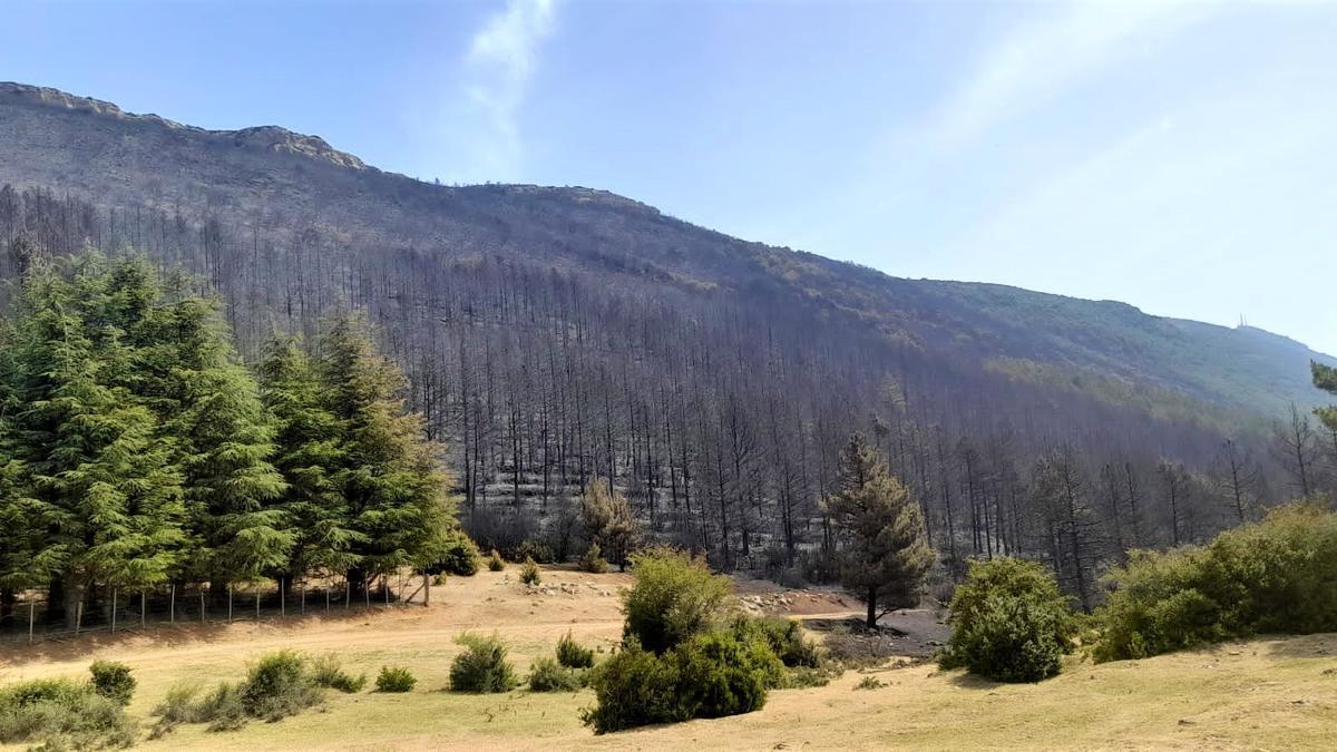 Efectos sobre un pinar de uno de los incendios registrados este pasado verano.