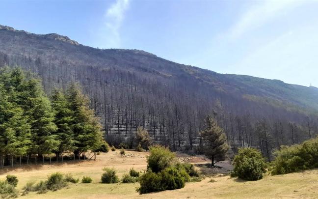 Efectos sobre un pinar de uno de los incendios registrados este pasado verano.