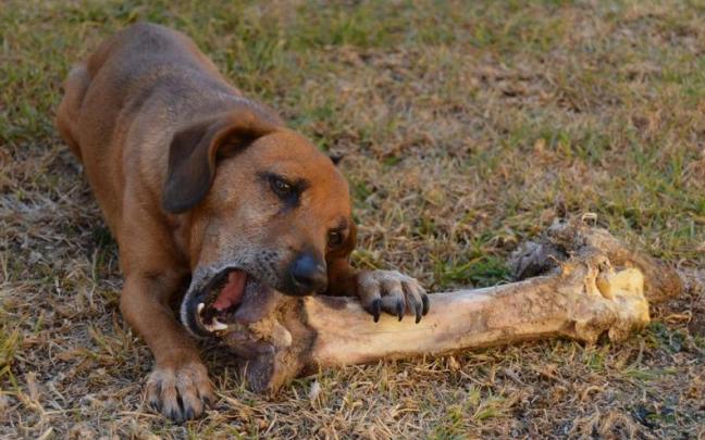 Los perros domésticos ya habitaban en Euskadi hace 17.000 años