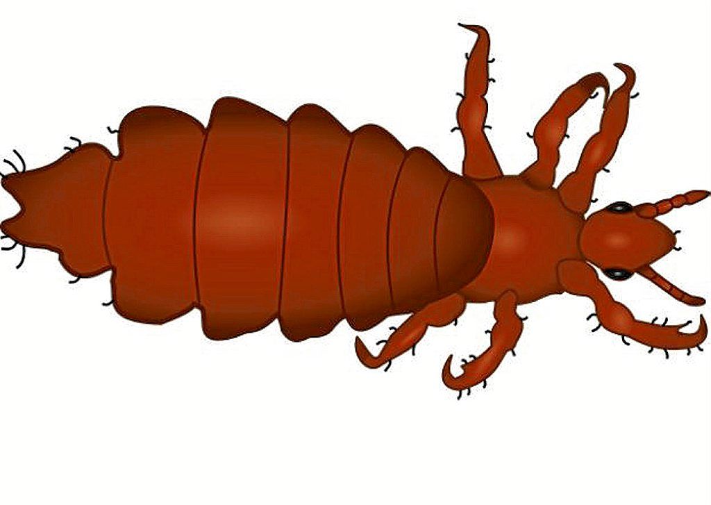 Los piojos no saltan, el contagio se produce por contacto.