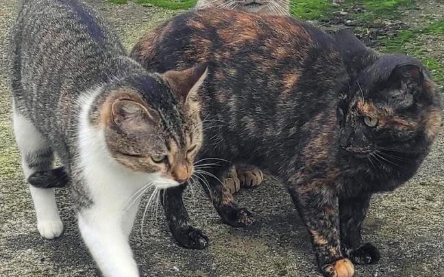 En Berango se han contabilizado 191 gatos silvestres. En Berango se han contabilizado 191 gatos silvestres.