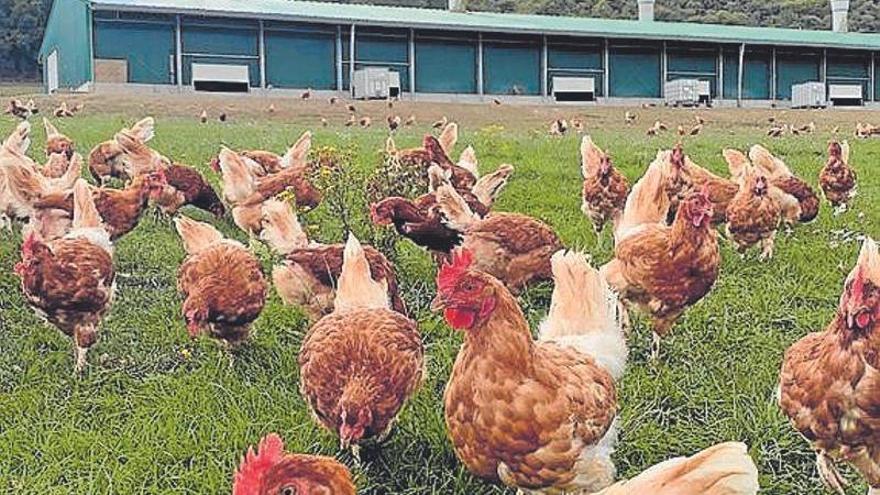 Gallinas libres en la granja Oilobide